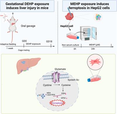 Di-(2-ethylhexyl) phthalate exposure induces liver injury by promoting ferroptosis via downregulation of GPX4 in pregnant mice